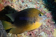 Stegastes planifrons demoiselle a point noir adulte-Bonaire South Bay-21m-20180218-Denis-ADER-DSC_6498_tn